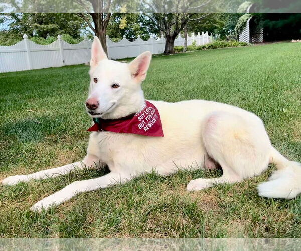 Medium Photo #5 - Mix Puppy For Sale in Gretna, NE, USA