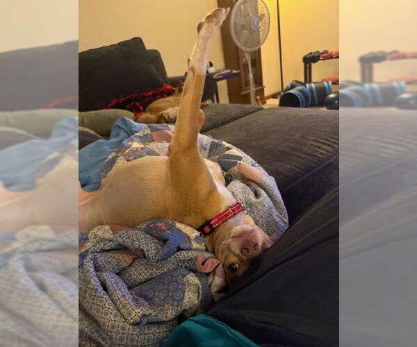 Medium Photo #16 Rat-Cha Puppy For Sale in Princeton, MN, USA