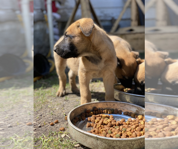 Medium Photo #1 Belgian Malinois Puppy For Sale in SAN ANTONIO, TX, USA