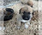 Small #2 German Shepherd Dog-Great Pyrenees Mix