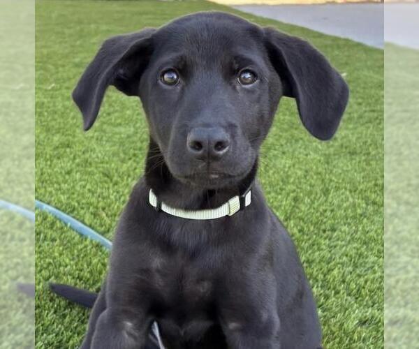 Medium Photo #6 Labrador Retriever-Unknown Mix Puppy For Sale in San Diego, CA, USA