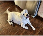Small #1 Labrador Retriever