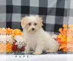 Image preview for Ad Listing. Nickname: Gracie
