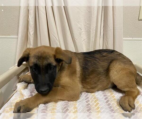 Medium Photo #1 Mutt Puppy For Sale in Modesto, CA, USA