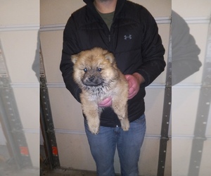 Chow Chow Puppy for sale in SULLIVAN, MO, USA