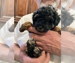 Small Photo #13 Poodle (Toy) Puppy For Sale in ARLINGTON HTS, IL, USA