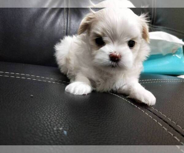 Medium Photo #4 Maltese Puppy For Sale in HILO, HI, USA