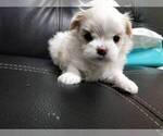 Small Photo #4 Maltese Puppy For Sale in HILO, HI, USA