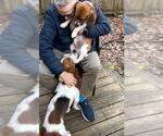 Small #4 Basset Hound