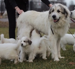 Mother of the Great Pyrenees puppies born on 01/08/2019