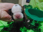 Small Photo #16 English Bulldog Puppy For Sale in CITY VIEW HEIGHTS, OH, USA