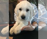 Small Photo #9 Labradoodle Puppy For Sale in RICE LAKE, WI, USA