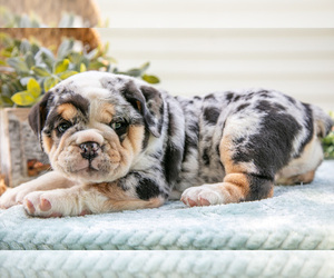 Medium Beabull-English Bulldog Mix