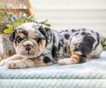 Puppy Emery Beabull-English Bulldog Mix