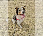 Small #2 Australian Shepherd