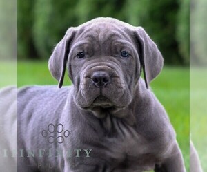 Cane Corso Puppy for sale in LANCASTER, PA, USA