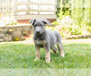 German Shepherd Dog Puppy for sale in GOSHEN, IN, USA