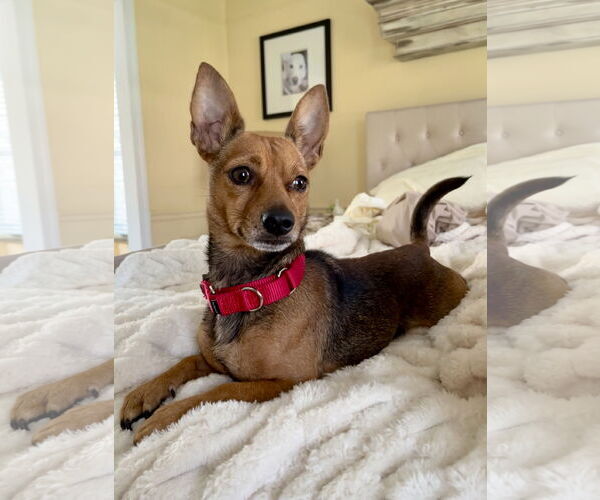 Medium Photo #6 Rat-Cha Puppy For Sale in Oakhurst, NJ, USA