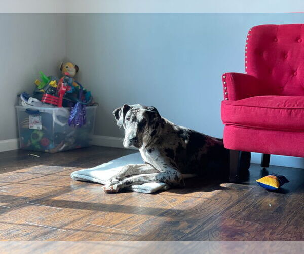 Medium Photo #4 Great Dane Puppy For Sale in Bullard, TX, USA