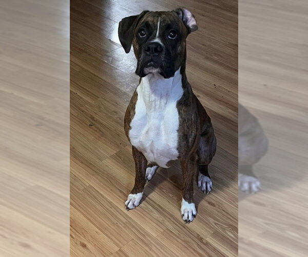 Medium Photo #3 Boxer Puppy For Sale in Woodbury, MN, USA