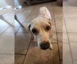 Small Photo #6 Beagle Puppy For Sale in Tampa, FL, USA