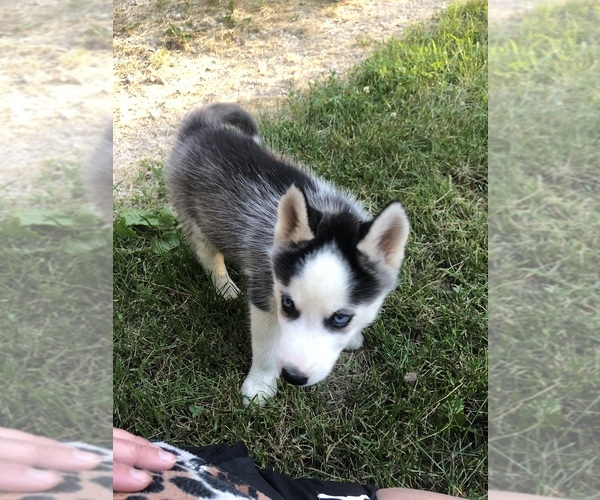 Medium Photo #10 Siberian Husky Puppy For Sale in BELLEVIEW, MO, USA