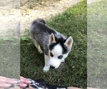 Small Photo #10 Siberian Husky Puppy For Sale in BELLEVIEW, MO, USA