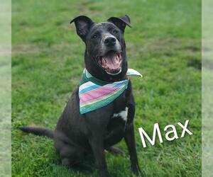 Labrador Retriever-Unknown Mix Dogs for adoption in Placerville, CA, USA