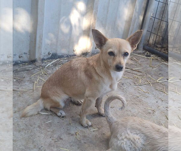 Medium Photo #4 Chihuahua-Unknown Mix Puppy For Sale in Chico, CA, USA