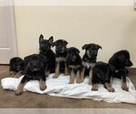 Small Photo #1 German Shepherd Dog Puppy For Sale in MOUNT VERNON, WA, USA