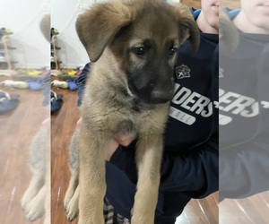 German Shepherd Dog Puppy for sale in MADISON HEIGHTS, VA, USA
