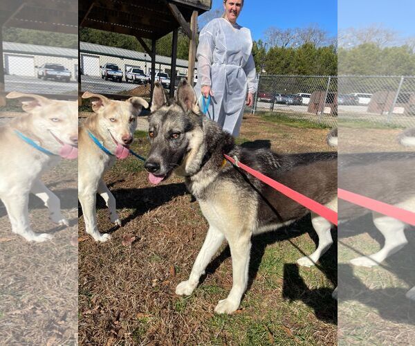 Medium Photo #5 Mutt Puppy For Sale in Shelburne, VT, USA