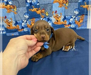 Dachshund Puppy for sale in WINNSBORO, LA, USA