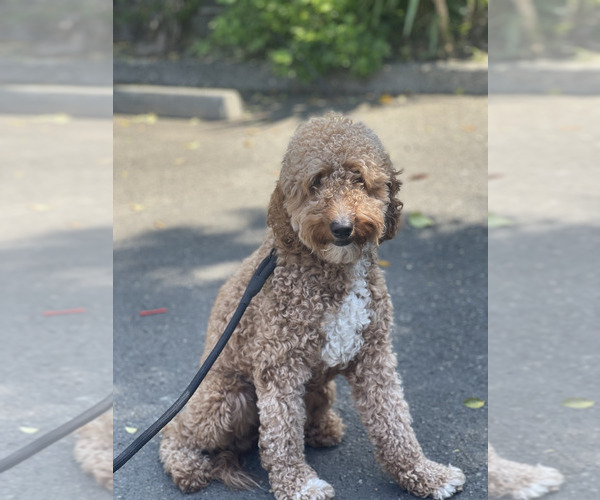 Medium Photo #1 Goldendoodle (Miniature) Puppy For Sale in YUBA CITY, CA, USA