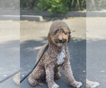 Small Photo #1 Goldendoodle (Miniature) Puppy For Sale in YUBA CITY, CA, USA