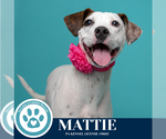 Small #8 Boxer Mix