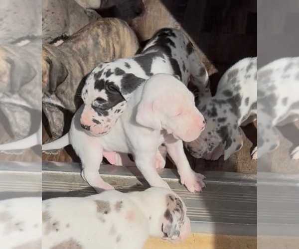 Medium Photo #9 Great Dane Puppy For Sale in PITTSBURG, CA, USA