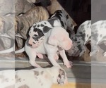 Small #8 Great Dane