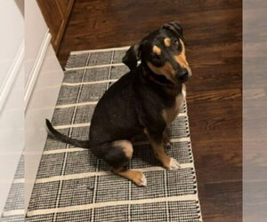 Luna - Courtesy Post - Female Mutt Dog for Adoption - Photo #3