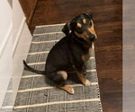 Small #2 Mutt