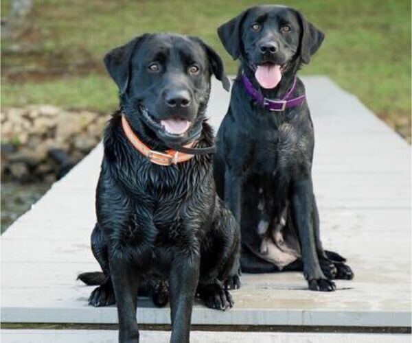 Medium Photo #1 Labrador Retriever Puppy For Sale in GILBERT, SC, USA