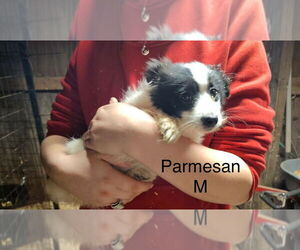 Pom-A-Poo Dogs for adoption in Studio City, CA, USA