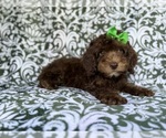 Small #8 Cavapoo (Miniature)