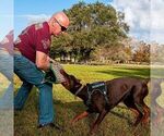 Small Photo #80 Doberman Pinscher Puppy For Sale in FORT LAUDERDALE, FL, USA