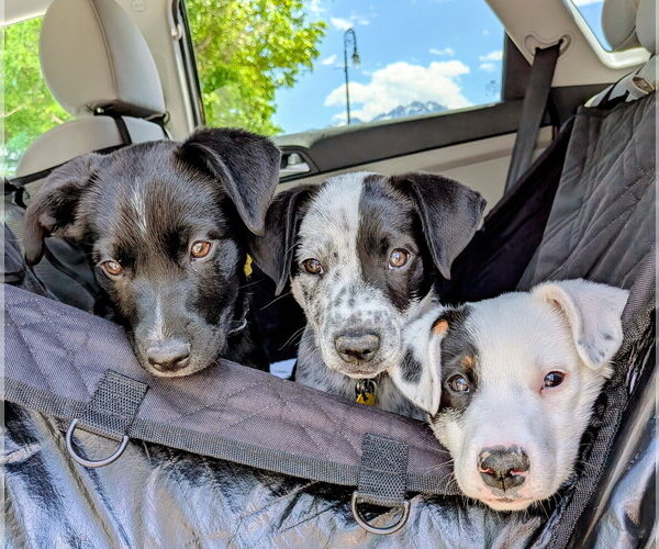 Medium Photo #13 Border Collie-Unknown Mix Puppy For Sale in Sandy, UT, USA
