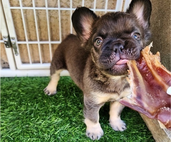 Medium Photo #9 French Bulldog Puppy For Sale in LAS VEGAS, NV, USA
