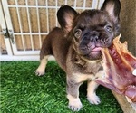 Small #8 French Bulldog