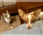 Small #1 Chihuahua Mix