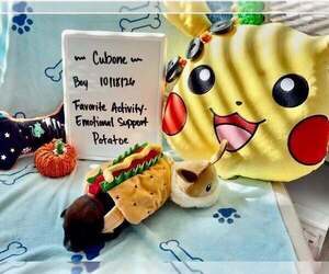 Pokemon- Baby Cubone (brown)- Located in Arizona - Male Mutt Dog for Adoption - Photo #2