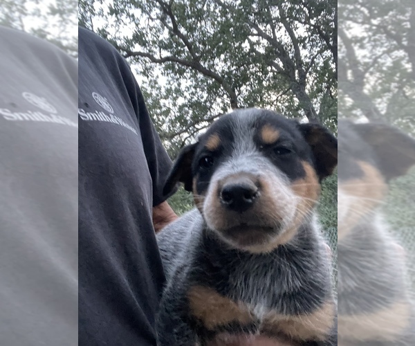 Medium Photo #1 Australian Cattle Dog Puppy For Sale in SMILEY, TX, USA